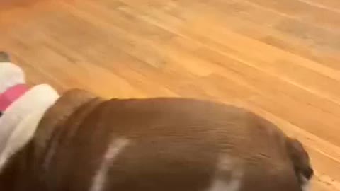 Dog dancing 2