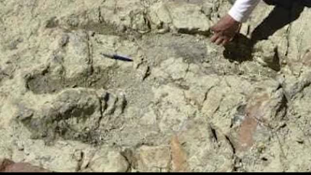 Largest dinosaur foot to date discovered