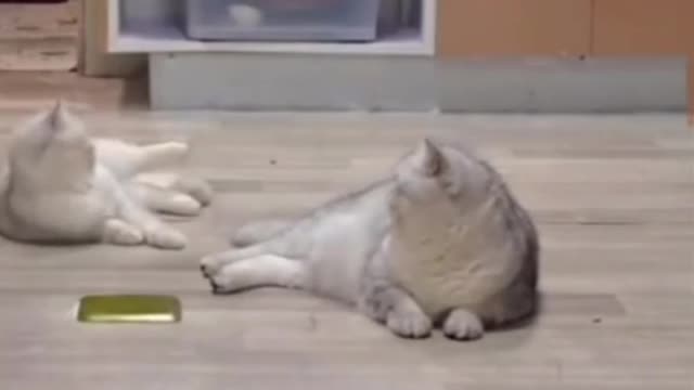 A cat with extraordinary skills