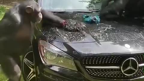 Orangutans can wash cars. Ha ha