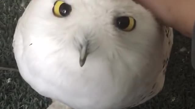 Cute Snowy owls are just feathered marshmallows