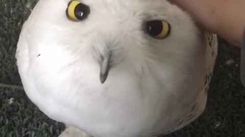 Cute Snowy owls are just feathered marshmallows