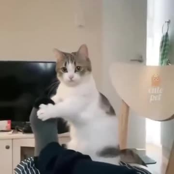 Funniest Animals 😅New Funny Cats and Dogs Videos 🐶#HilariousPetAntics Christmas-postcard