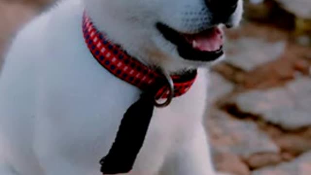 Cute_dogs_status___Super_Funny_dog_video_#shorts