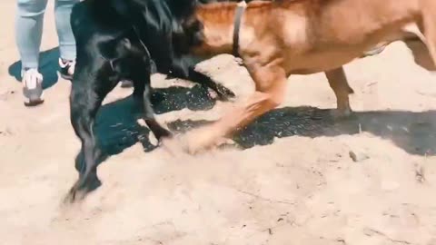 Arjentino dog vs kangal dog fight