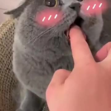 Angry Cat 😾 Cute Cat Videos