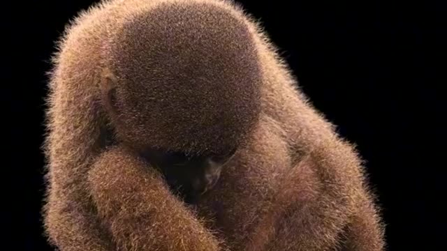 Don_t want to imagine a world without the woolly monkey