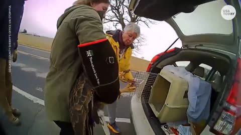 Injured bald eagle gets help from police, wildlife workers