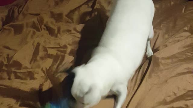 Blumbers Found The Toothpaste
