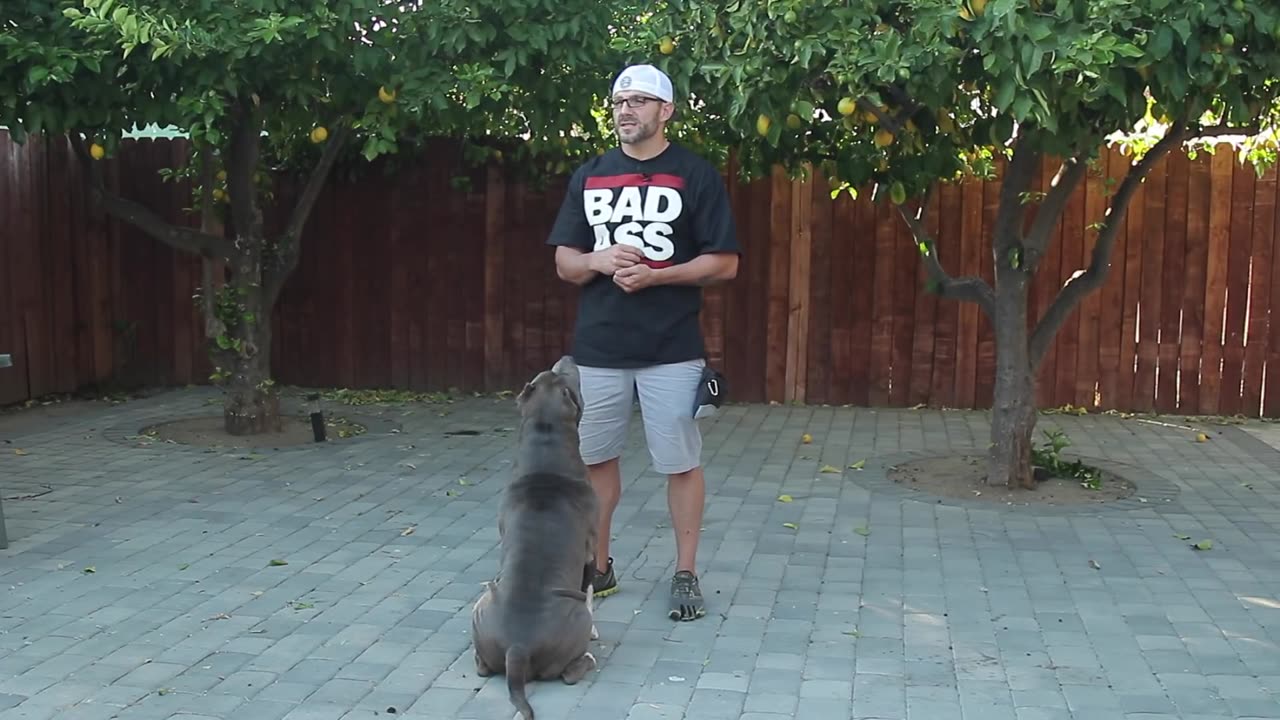 BASIC DOG OBEDIENCE TRAINING- SIT STAY AND DOWN