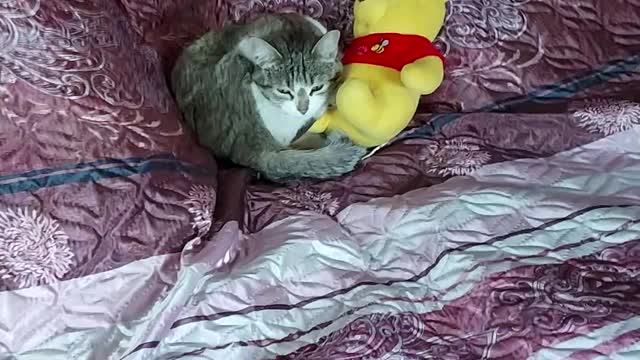 Спит кошка 🐱)))