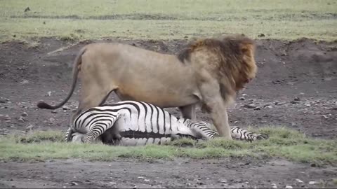 Lion kills zebra 💀💀