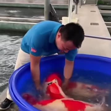 Most Beautiful Fishes | Fishes | Animals Axis |