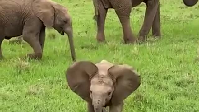 Cute Baby Elephant | Animal World