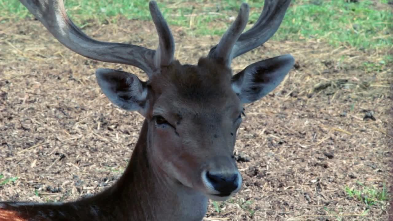 Young deer. Deer head with antlers. Stag head. Young stag