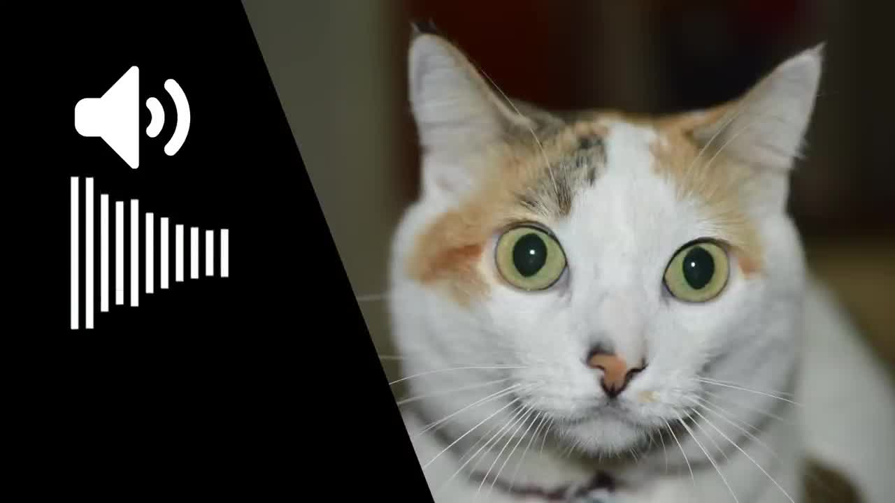 Sounds that will amaze your cat and attract it towards you wherever you are😮