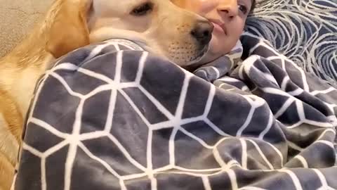 Labrador Dog Loves to Relax on His Mom's Shoulder | Cute Dog Video #Shorts