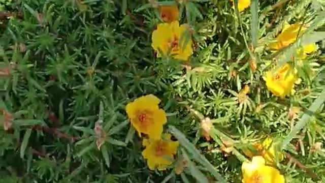 Do you like the yellow flowers