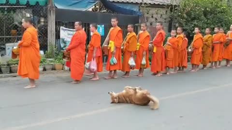 FUNNY DOG DANCE DURING MONKES PRAYING IN THE STREET😂