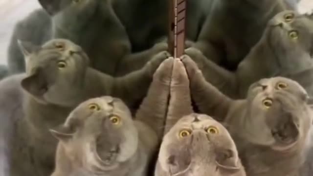 So Many Cats In The Room
