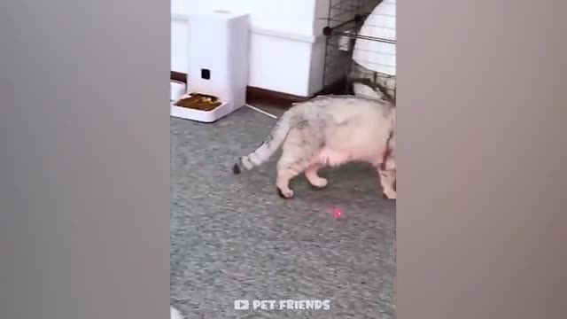 OMG ,So funniest cats &dogs funny dogs,&cats🐕❤️🥰