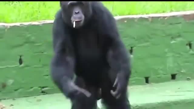 Best_ wild _animals_ funny _videos