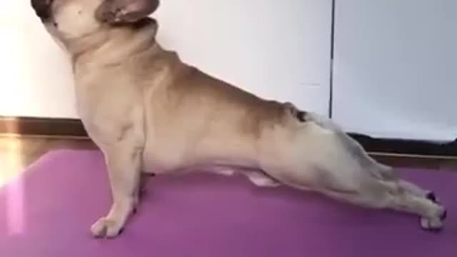 Funny pug doing yoga 😂