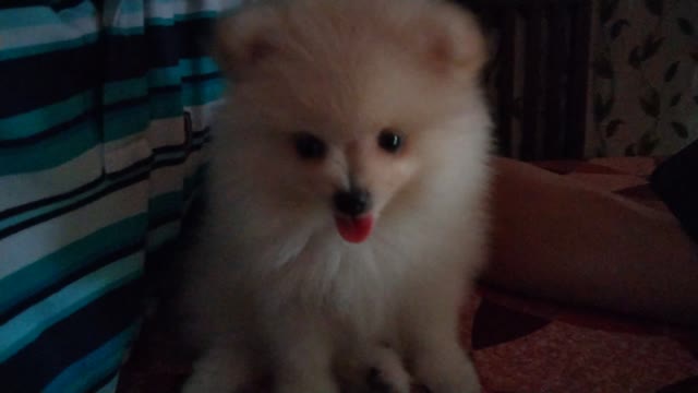 Cute Pomeranian Puppy | Mini Puppy