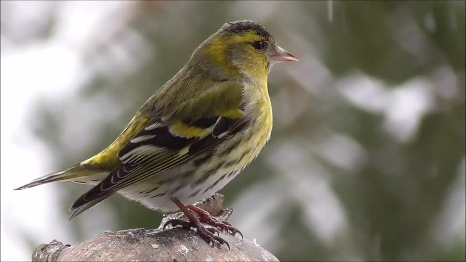 Bird in rain