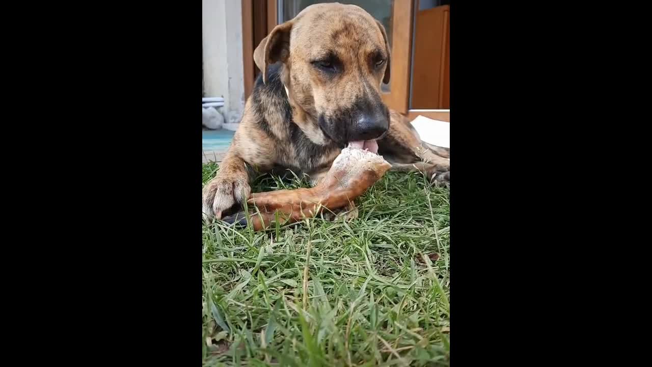 How appetizing, the dog gnaws a pork leg.