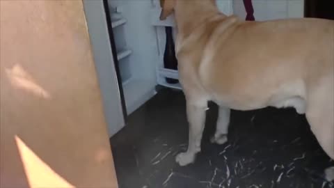 This compilation of smart dogs will leave you surprised please look at