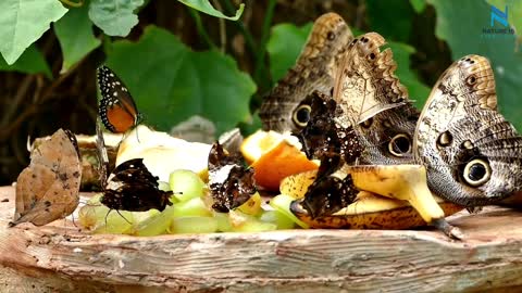 Most beautiful butterflies