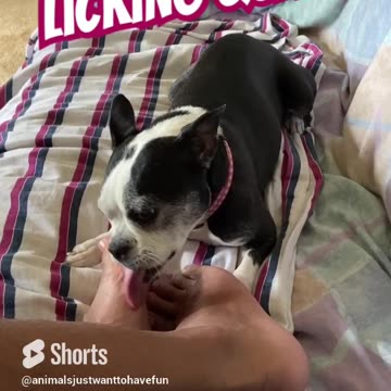 Licking queen
