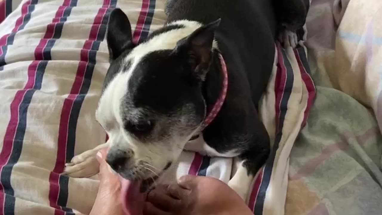 Licking queen