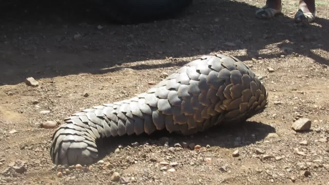 Rare Pangolin Sighting