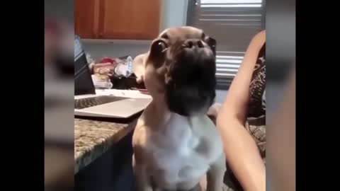 Funniest Animals - Best Of The 2020