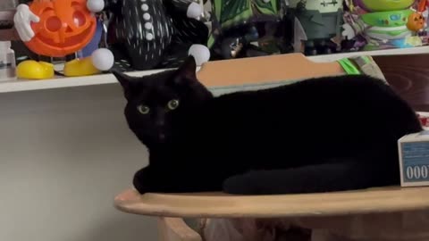 Cute Precious Piper is My Black Velvet Kitty - Adopting a Cat from a Shelter Vlog