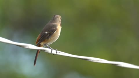 Daurian Redstart