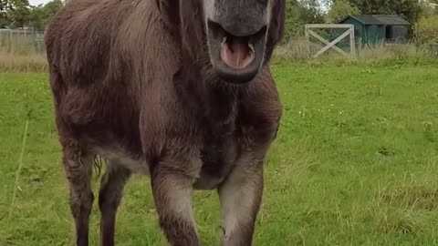 Donkey and rainbow