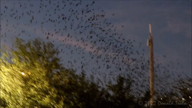 Purple Martins