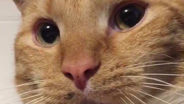 Cat Bites Camera