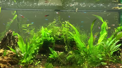 Freshwater Aquarium 2