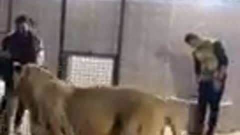 Don't miss end lion attack on my-Share friends