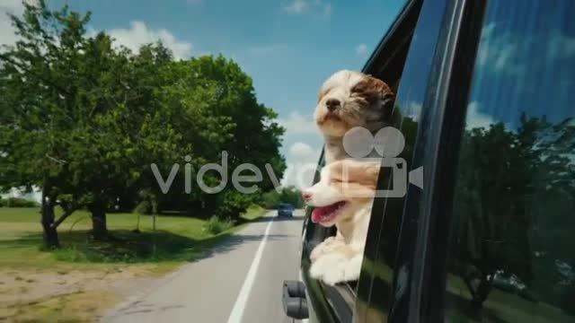 Two Cute Dogs Peek Out Of A Car Window