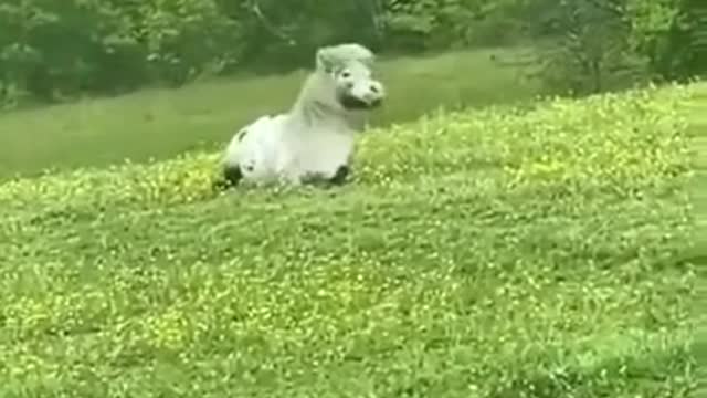 A White Thunder Horse