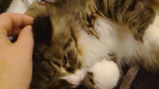 Annoying cat