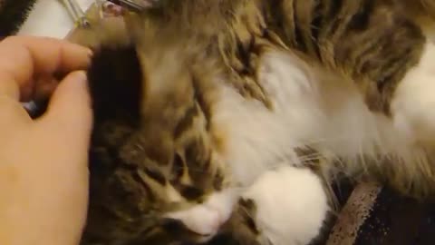 Annoying cat