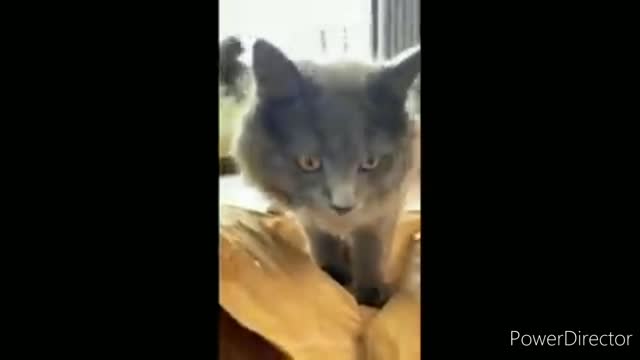 Funniest cats, best of 2022 funny cats video