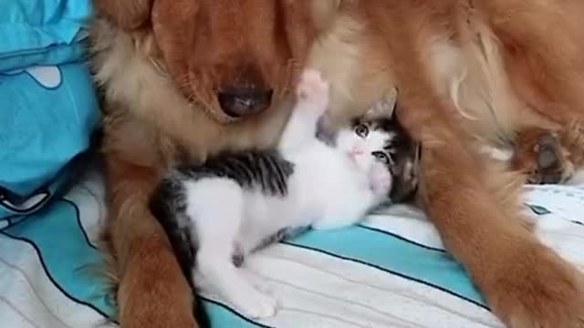 Good friends come in many shapes