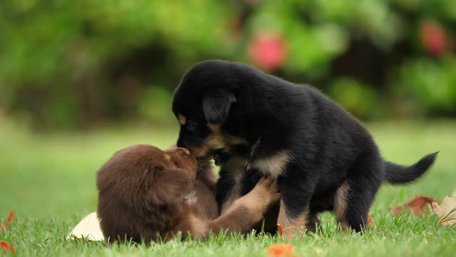 Two dogs playing in the garden